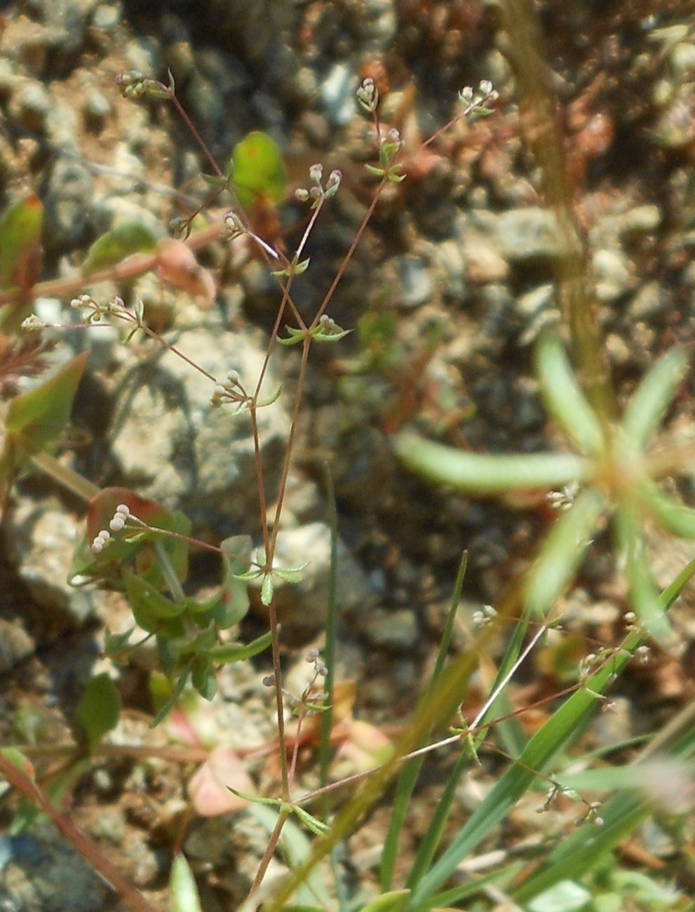 Galium divaricatum Lam. / Caglio divaricato